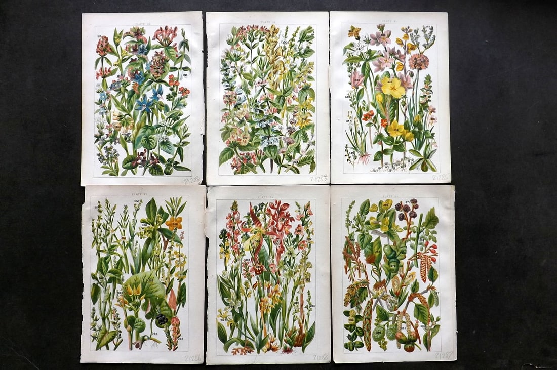 Gordon, W. J. C1900 Lot of 6 Antique Botanical Prints (1 of 1)