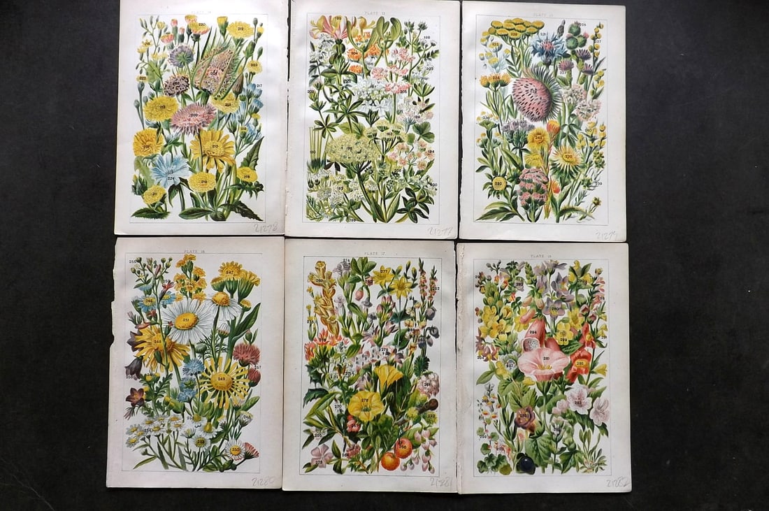 Gordon, W. J. C1900 Lot of 6 Antique Botanical Prints (1 of 1)