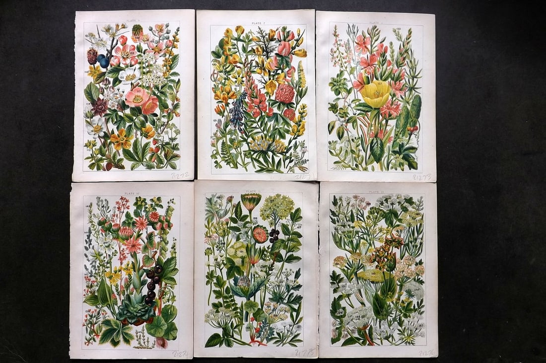 Gordon, W. J. C1900 Lot of 6 Antique Botanical Prints (1 of 1)