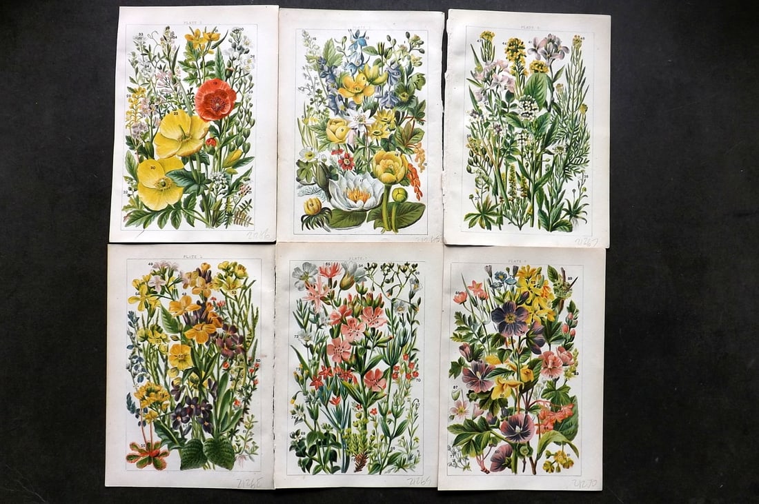 Gordon, W. J. C1900 Lot of 6 Antique Botanical Prints (1 of 1)