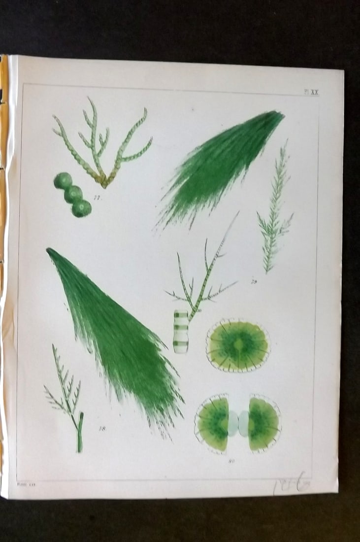 Landsborough, David 1851 HC Seaweed Print. Batrachosperm, Claddophora, Draparnaldia 20: Hand Coloured Lithograph Published 1851, London for "A Popular History of British Sea-Weeds?" by the Rev. David Landsborough. Paper Size: 6 x 5 inch (16 x 13cm) Good Condition