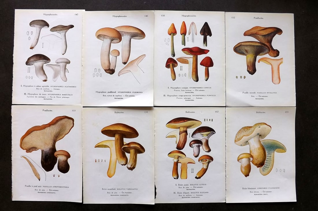 Maublanc, Andre 1946 Lot of 8 Vintage Mushroom Fungi Prints (16 Images) (1 of 2)