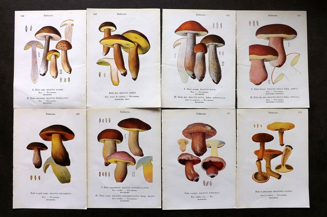 Maublanc, Andre 1946 Lot of 8 Vintage Mushroom Fungi Prints (16 Images) (1 of 2)