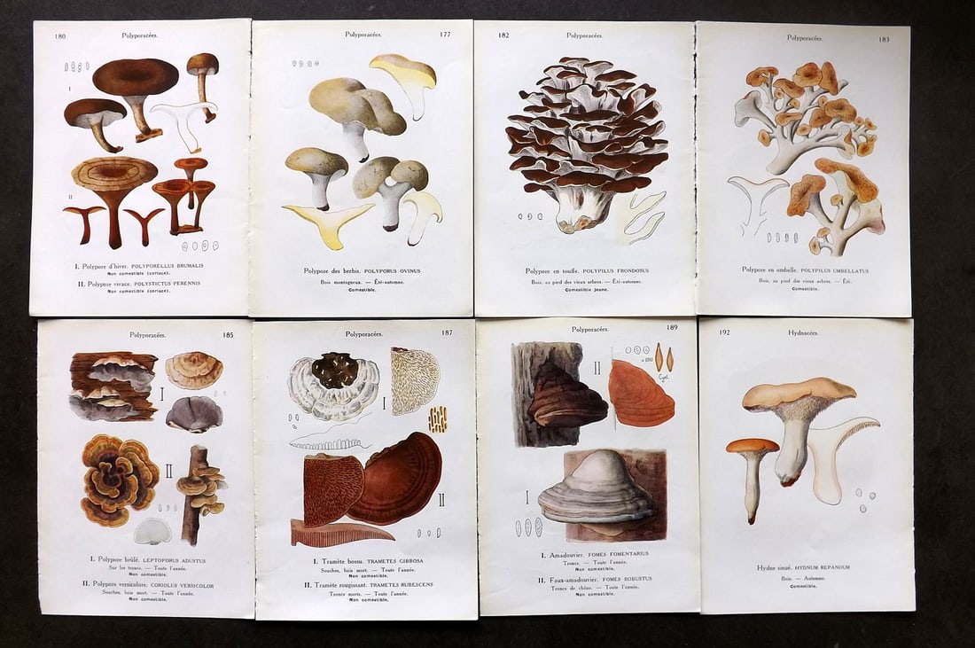 Maublanc, Andre 1946 Lot of 8 Vintage Mushroom Fungi Prints (16 Images) (1 of 2)