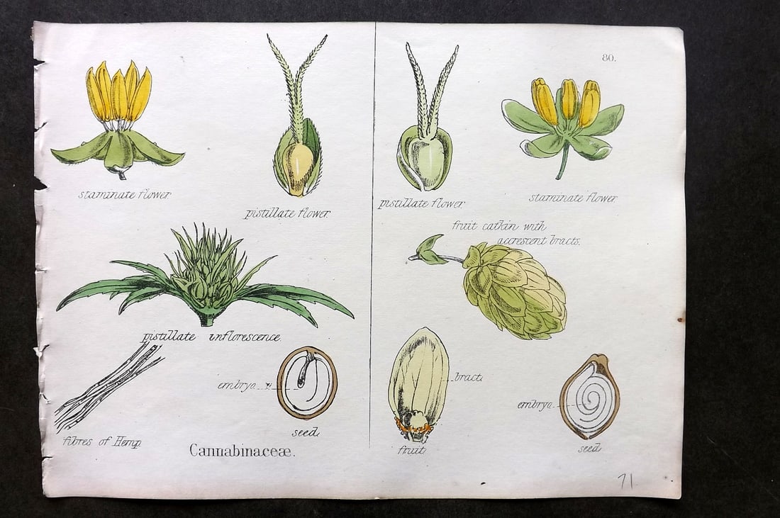 Oliver & Fitch 1874 Hand Col Botanical Print Cannabinaceae 80 (1 of 1)
