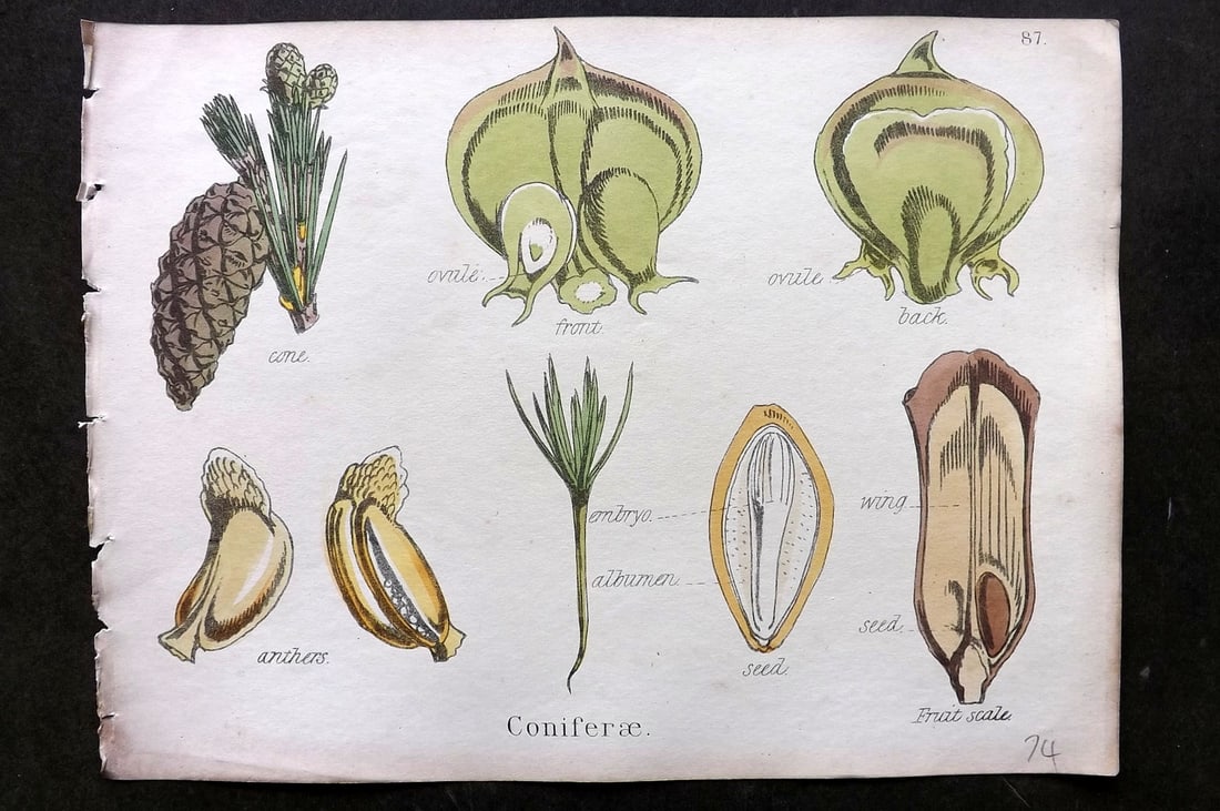 Oliver & Fitch 1874 Hand Col Botanical Print Coniferae 87 (1 of 1)