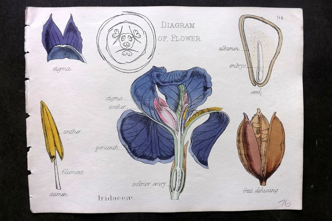 Oliver & Fitch 1874 Hand Col Botanical Print Iridaceae 94 (1 of 1)