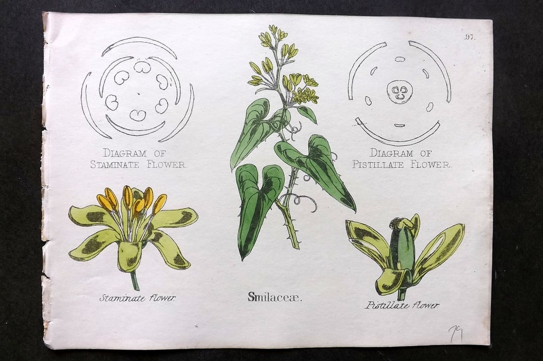 Oliver & Fitch 1874 Hand Col Botanical Print Smilaceae 97 (1 of 1)