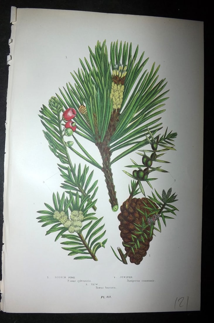 Pratt, Anne 1899 Antique Botanical Print. Juniper & Scotch Pine Cone: Chromolithographs Published 1899-1905, London for "The Flowering Plants and Ferns of Great Britain" by Anne Pratt. Paper Size: 9.5 x 6 inch (24 x 16cm) Good Condition