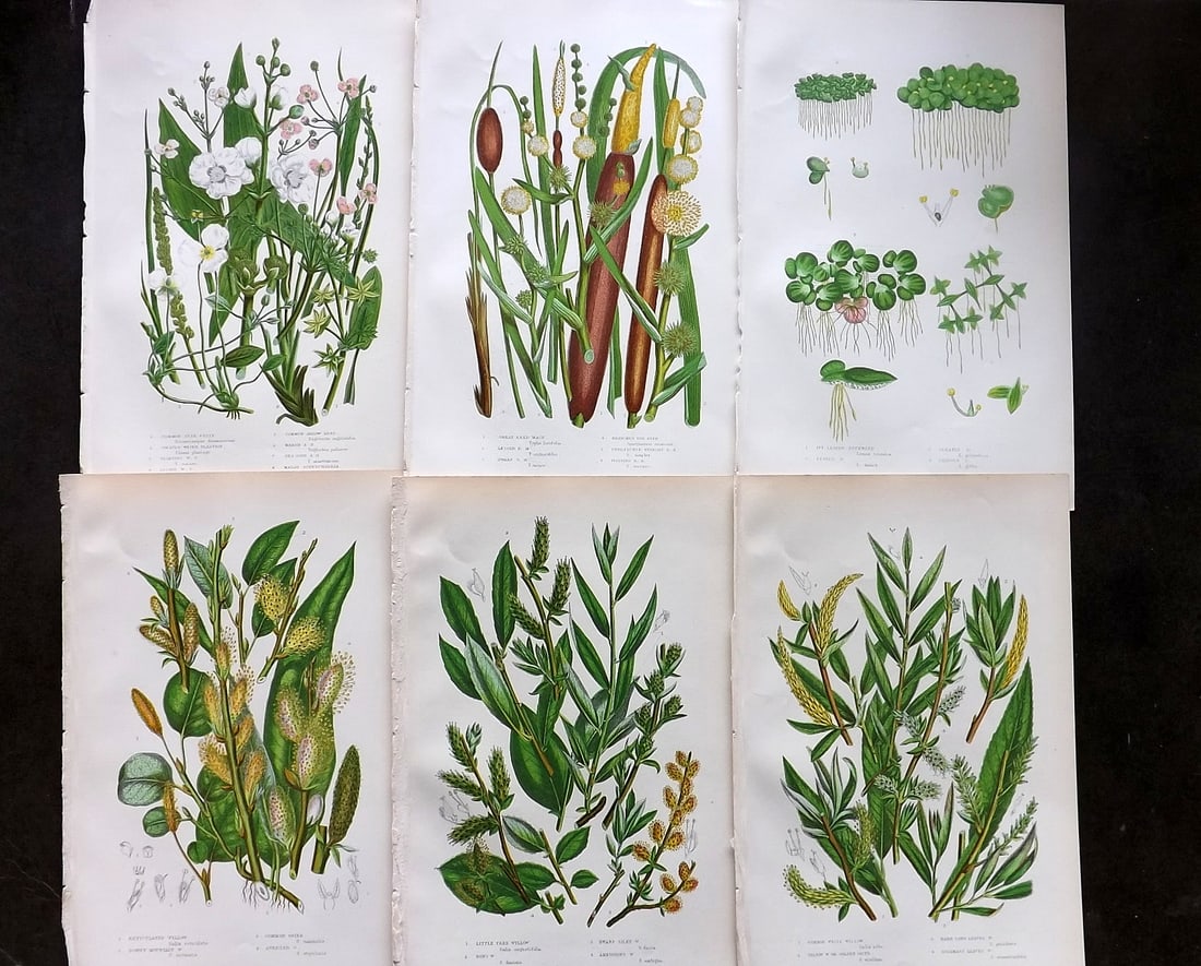 Pratt, Anne 1899 Lot of 6 Antique Botanical Prints: Chromolithographs Published 1899-1905, London for "The Flowering Plants and Ferns of Great Britain" by Anne Pratt. Paper Size: 9.5 x 6 inch (24 x 16cm) Good Condition