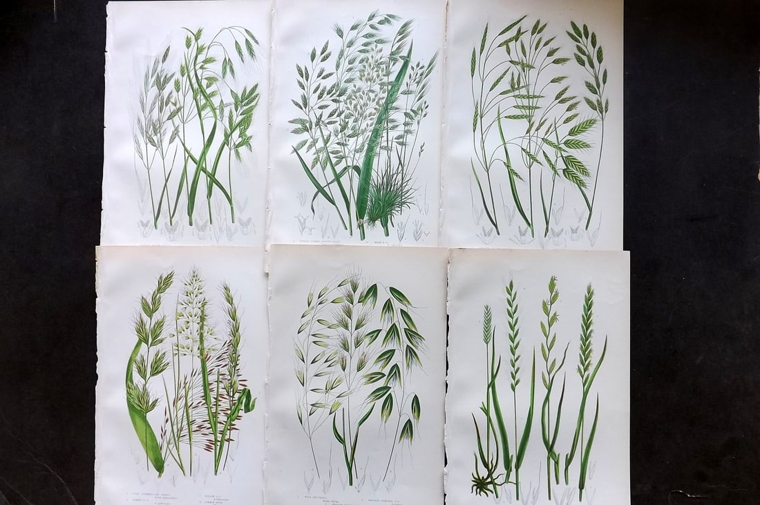 Pratt, Anne 1899 Lot of 6 Antique Botanical Prints: Chromolithographs Published 1899-1905, London for "The Flowering Plants and Ferns of Great Britain" by Anne Pratt. Paper Size: 9.5 x 6 inch (24 x 16cm) Good Condition