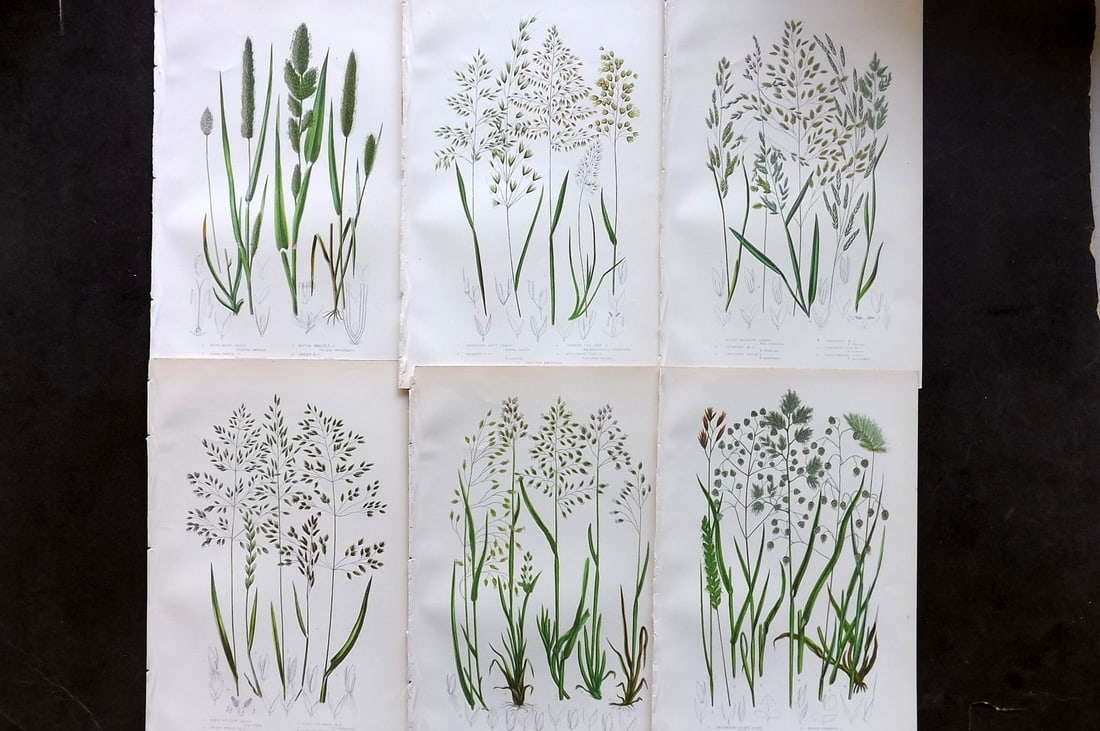 Pratt, Anne 1899 Lot of 6 Antique Botanical Prints: Chromolithographs Published 1899-1905, London for "The Flowering Plants and Ferns of Great Britain" by Anne Pratt. Paper Size: 9.5 x 6 inch (24 x 16cm) Good Condition