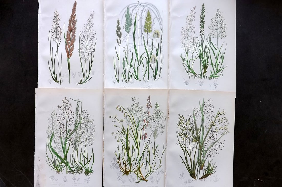 Pratt, Anne 1899 Lot of 6 Antique Botanical Prints: Chromolithographs Published 1899-1905, London for "The Flowering Plants and Ferns of Great Britain" by Anne Pratt. Paper Size: 9.5 x 6 inch (24 x 16cm) Good Condition