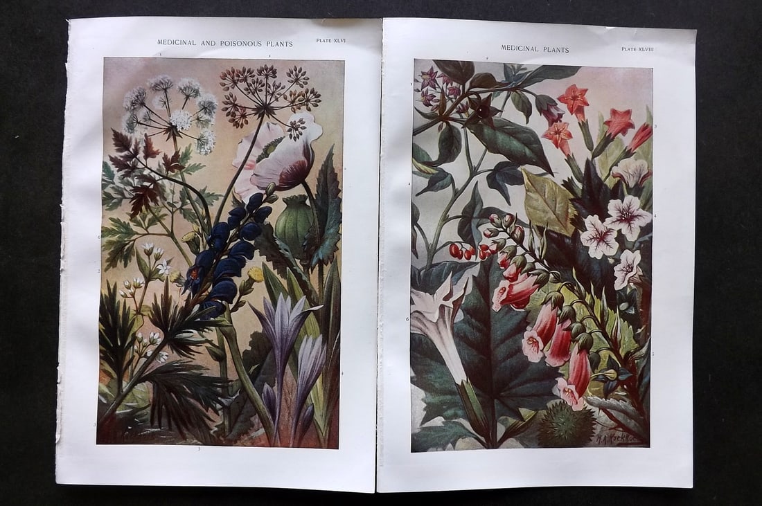 Robertson, J. McGregor 1907 Pair of Botanical Prints. Medical & Poisonous Plants (1 of 1)