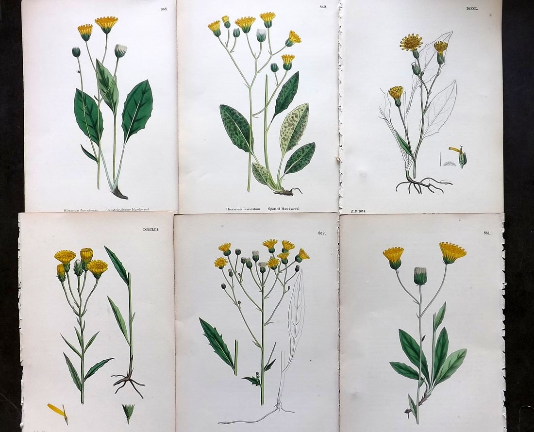 Sowerby, James C1870 Lot of 6 Hand Col Botanical Prints (1 of 1)