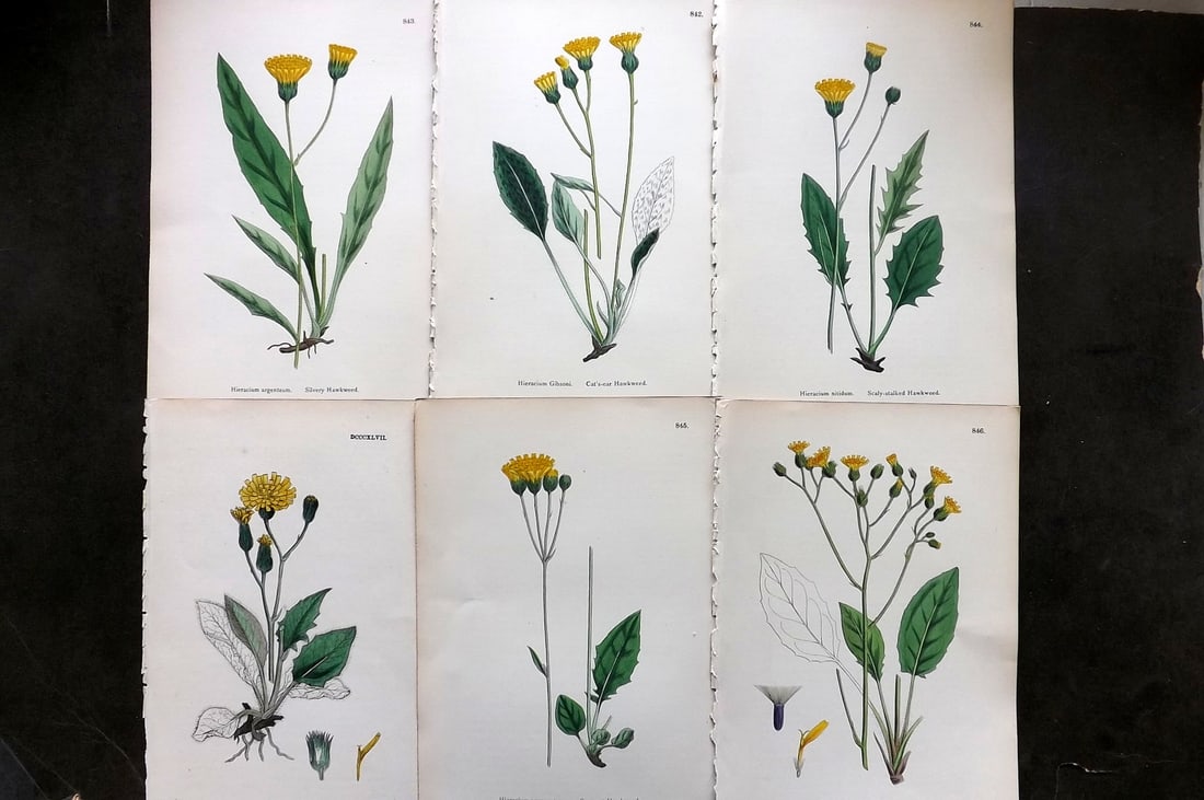 Sowerby, James C1870 Lot of 6 Hand Col Botanical Prints (1 of 1)