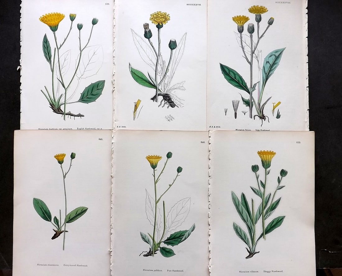 Sowerby, James C1870 Lot of 6 Hand Col Botanical Prints (1 of 1)