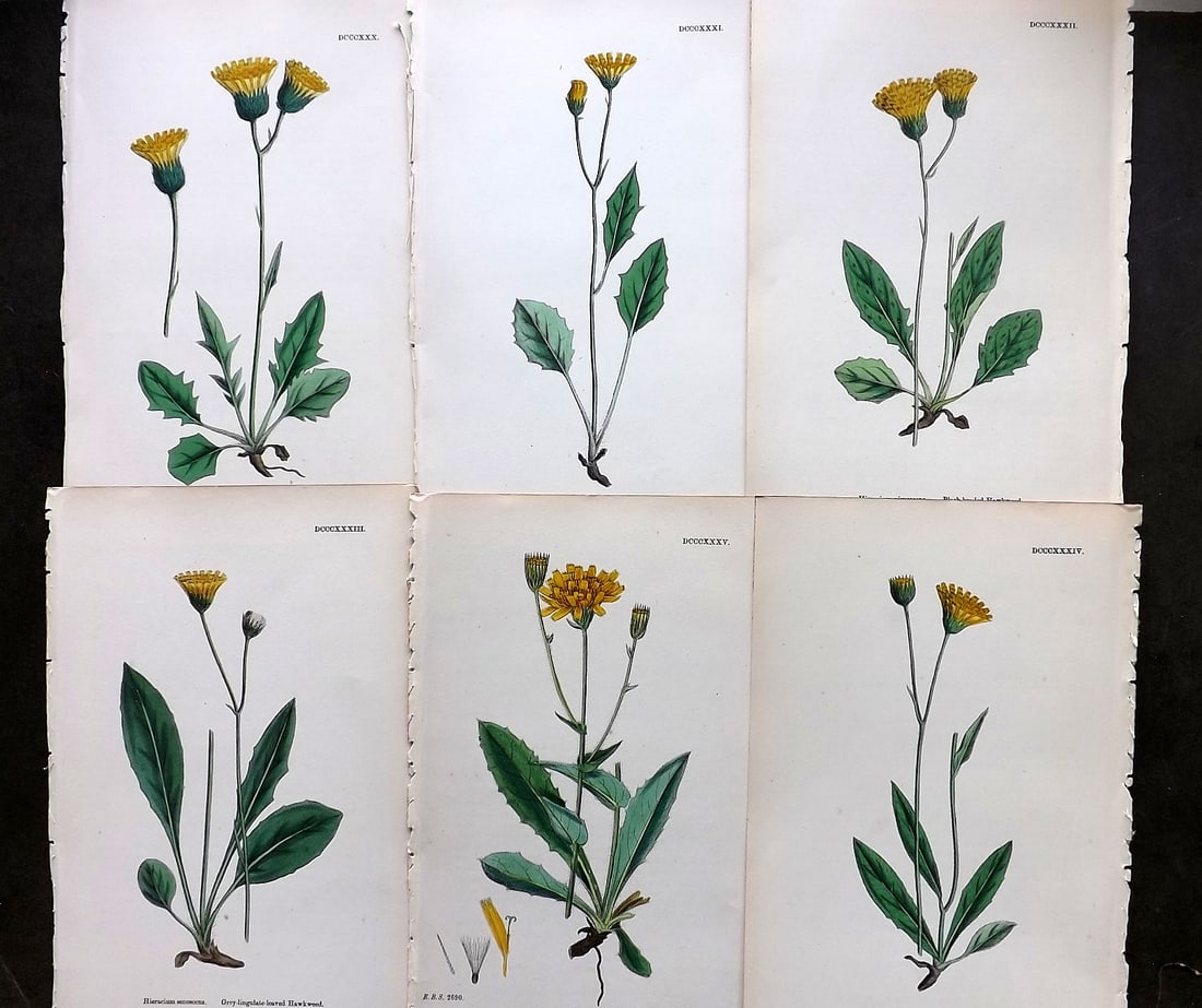 Sowerby, James C1870 Lot of 6 Hand Col Botanical Prints: Hand Colored Lithographs Published 1863-86, London for "English Botany" by John & James Sowerby. Paper Size: 10 x 6 inch (25 x 16cm) Good Condition