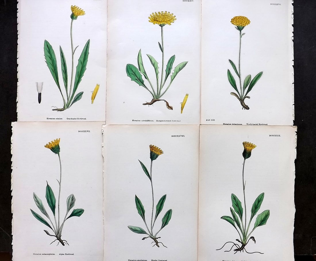Sowerby, James C1870 Lot of 6 Hand Col Botanical Prints (1 of 1)