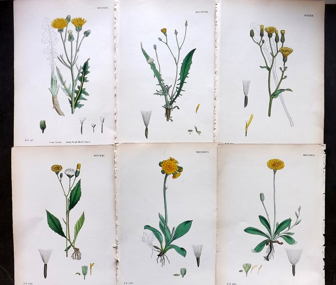 Sowerby, James C1870 Lot of 6 Hand Col Botanical Prints (1 of 1)