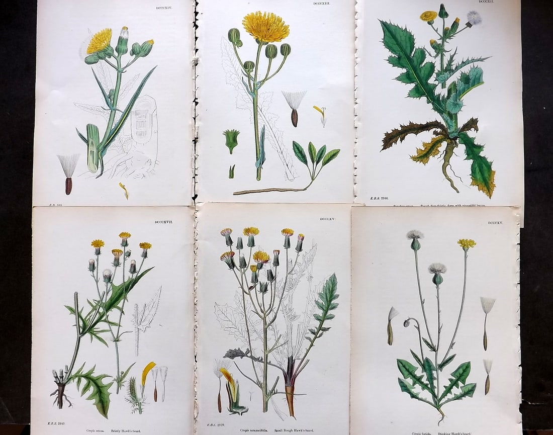 Sowerby, James C1870 Lot of 6 Hand Col Botanical Prints (1 of 1)