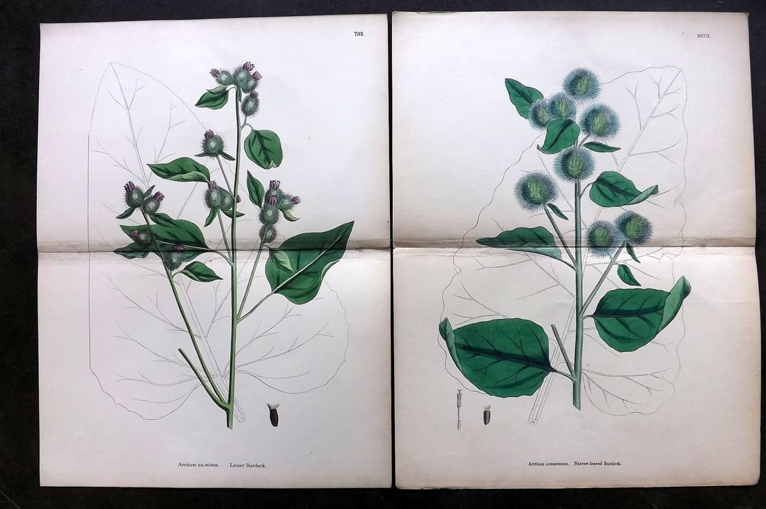 Sowerby, James C1870 Pair of Double Botanical Prints (1 of 1)
