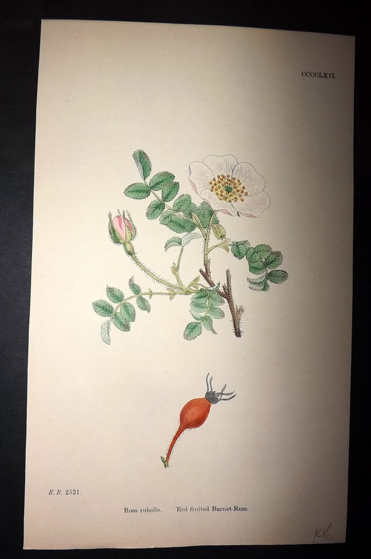 Sowerby, James C1880 Hand Col Botanical Print. Red Fruited Burnet Rose 462: Hand Colored Lithograph Published 1863-86, London for "English Botany" by John & James Sowerby. Paper Size: 10 x 7 inch (25 x 18cm) Good Condition