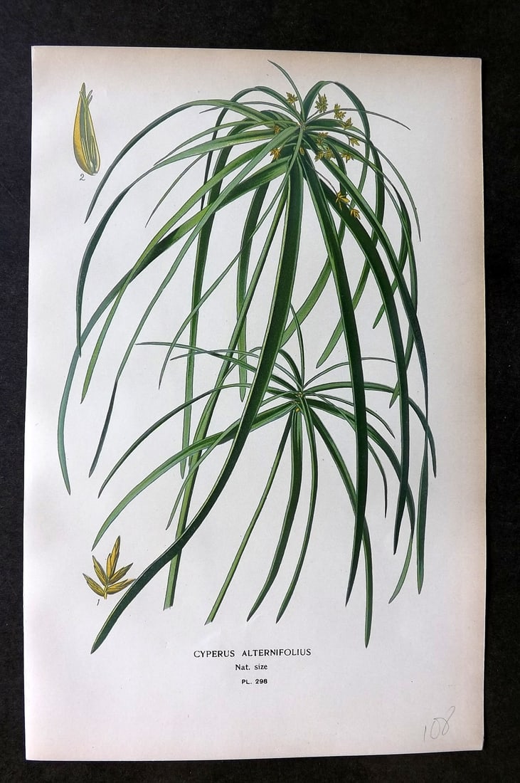 Step, Edward 1897 Botanical Print. Cyperus Alternifolius 298: Chromolithographs Published 1896-97 by Frederick Warne & Co., London for "Favourite Flowers of Garden and Greenhouse" by Edward Step and William Watson. Paper Size: 9.5 x 6 inch (24 x 15cm) Good Condi