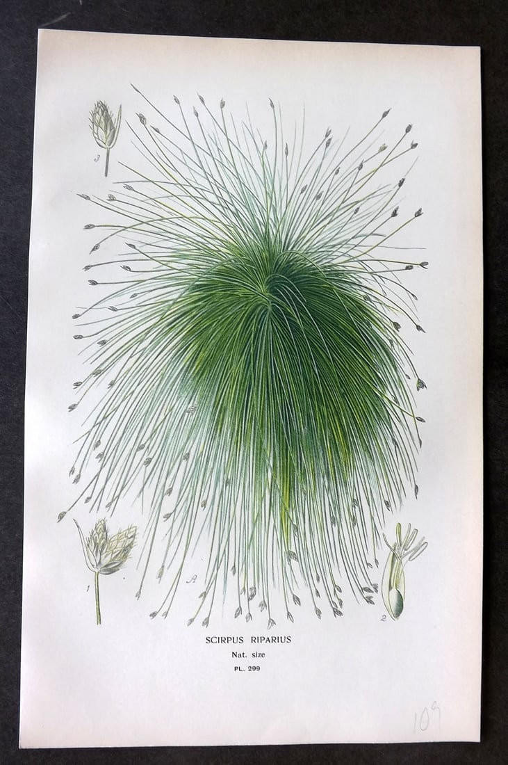 Step, Edward 1897 Botanical Print. Scirpus Riparius 299 (1 of 1)