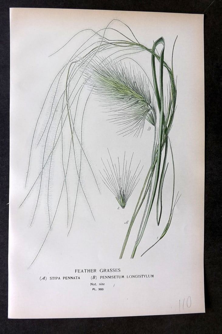 Step, Edward 1897 Botanical Print. Feather Grass 300 (1 of 1)