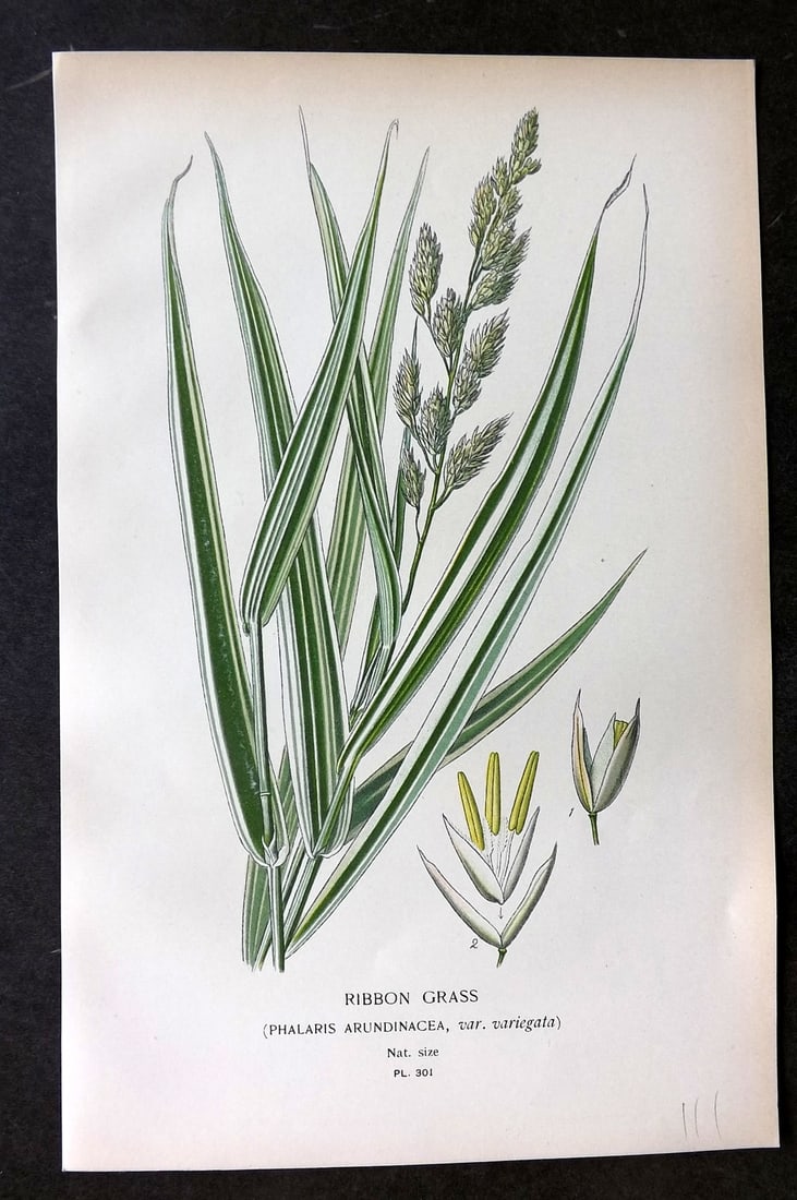 Step, Edward 1897 Botanical Print. Ribbon Grass 301 (1 of 1)