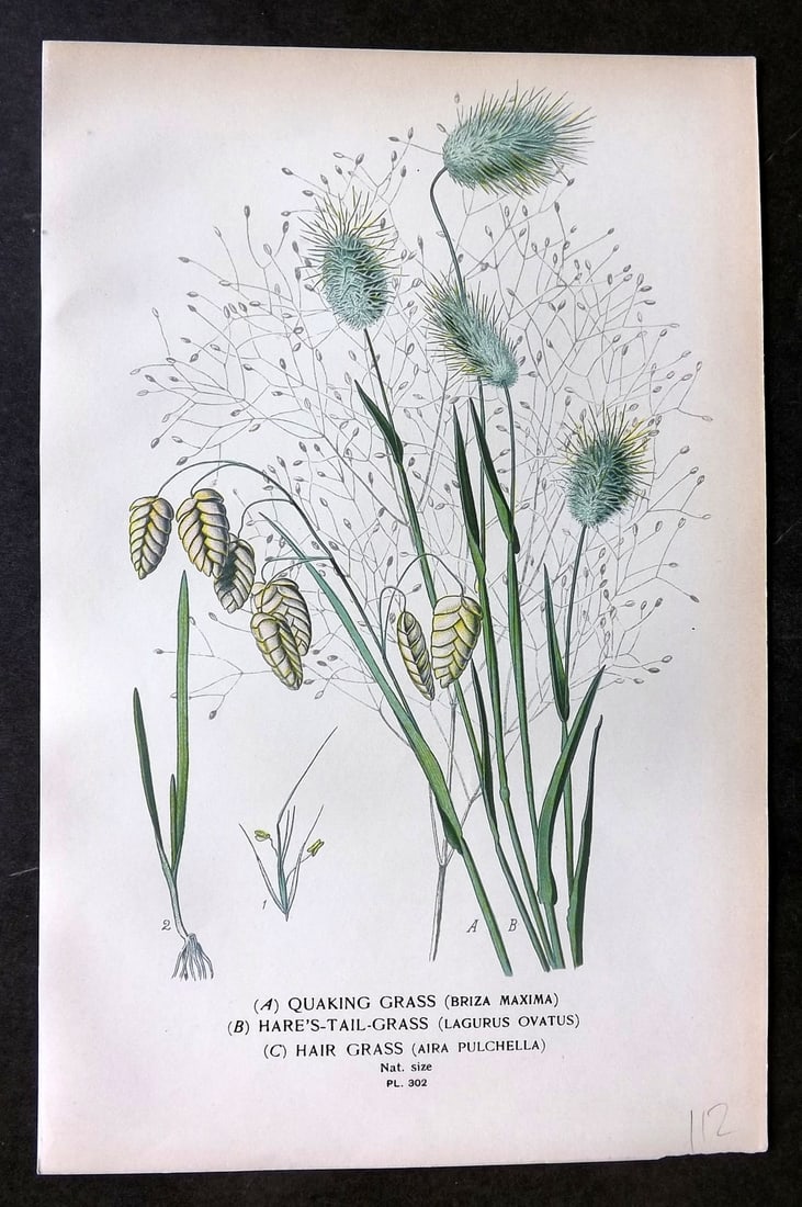 Step, Edward 1897 Botanical Print. Quaking, Hare's Tail, Hair Grass 302 (1 of 1)