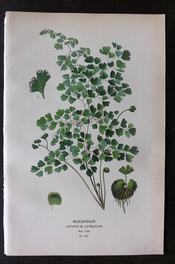 Step, Edward 1897 Botanical Print. Maidenhair 310 (1 of 1)