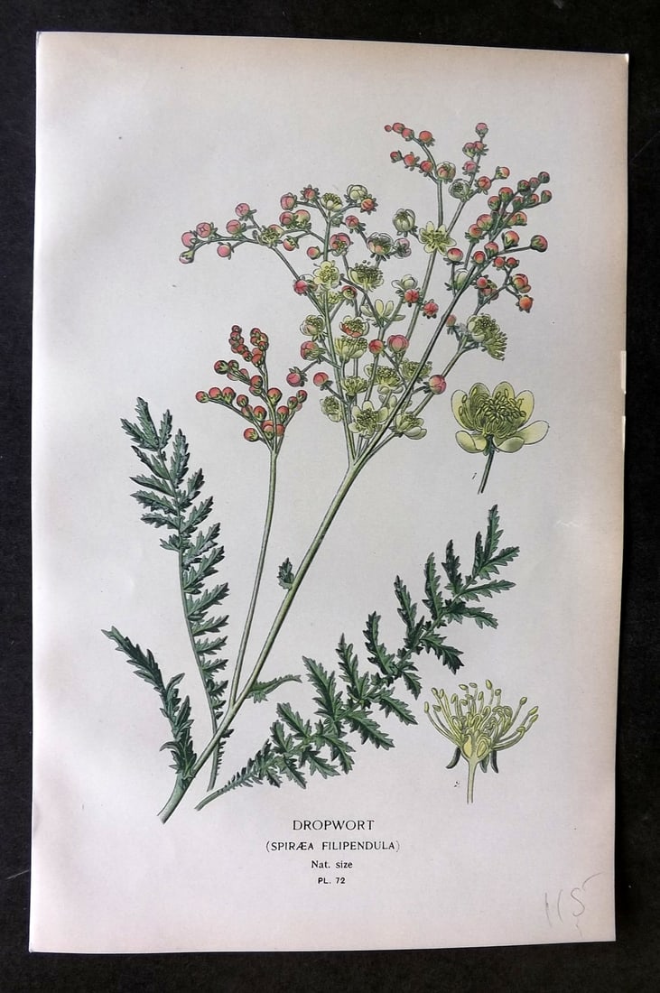 Step, Edward 1897 Botanical Print. Dropwort 72 (1 of 1)