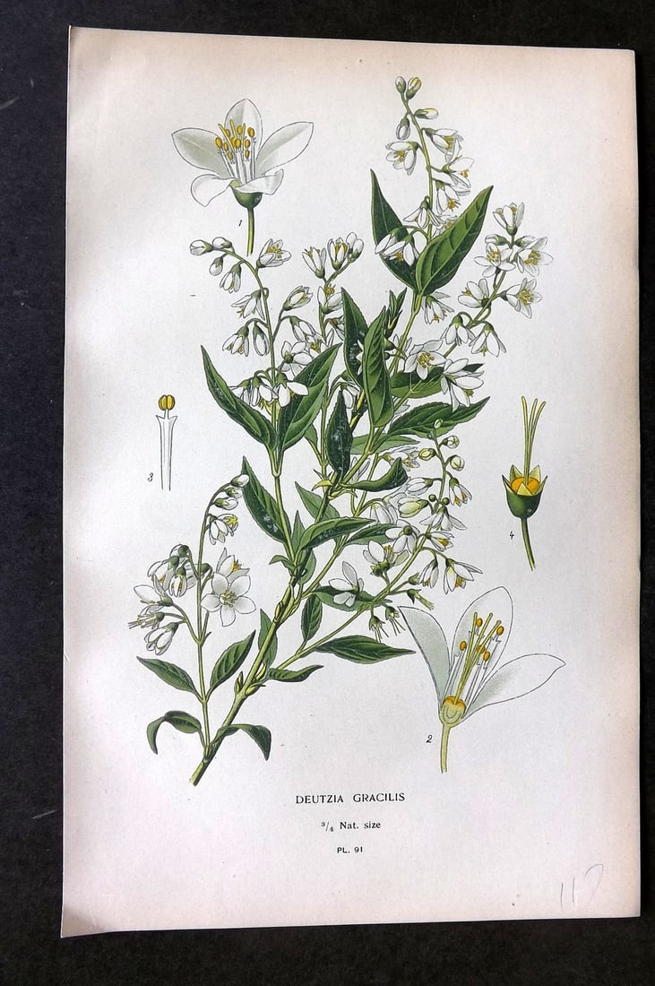 Step, Edward 1897 Botanical Print. Deutzia Gracilis 91 (1 of 1)