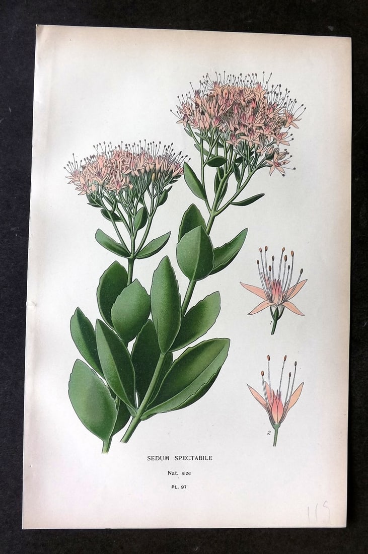 Step, Edward 1897 Botanical Print. Sedum Spectabile 97 (1 of 1)