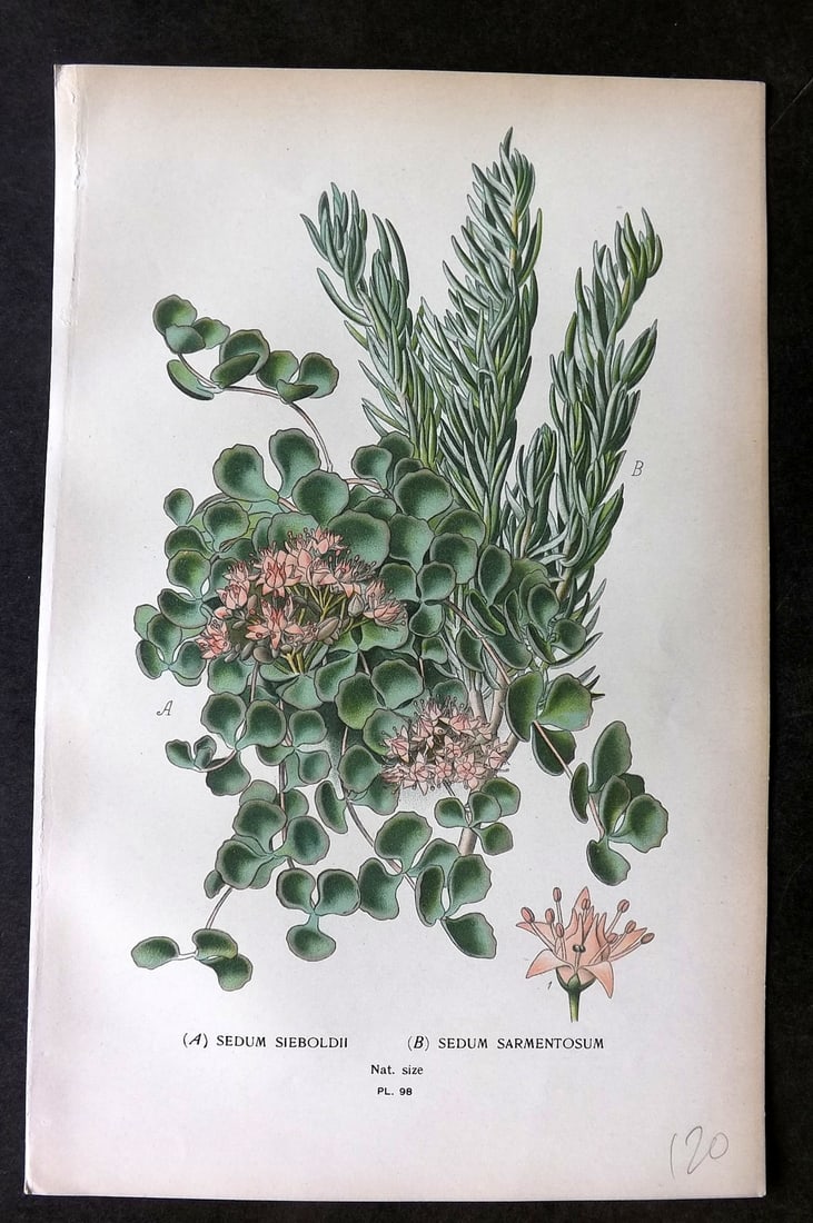 Step, Edward 1897 Botanical Print. Sedium Sieboldii & Sarmentosum 98 (1 of 1)