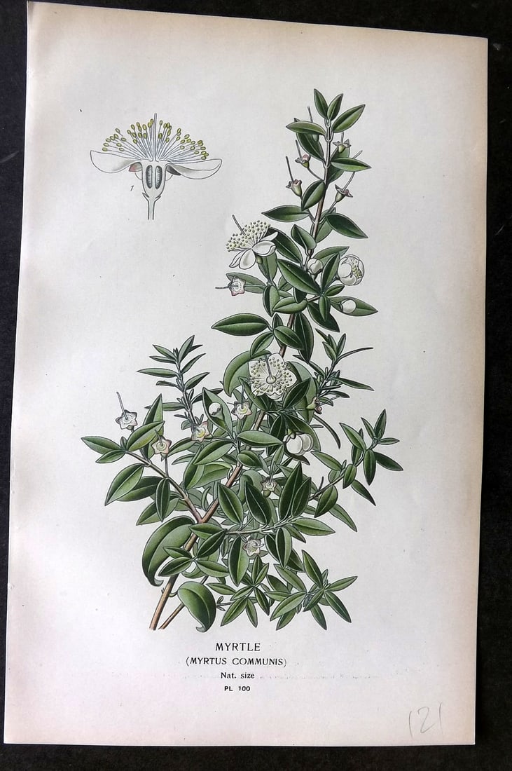 Step, Edward 1897 Botanical Print. Myrtle 100: Chromolithographs Published 1896-97 by Frederick Warne & Co., London for "Favourite Flowers of Garden and Greenhouse" by Edward Step and William Watson. Paper Size: 9.5 x 6 inch (24 x 15cm) Good Condi