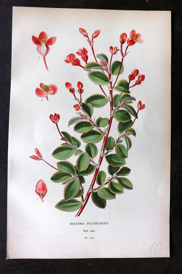 Step, Edward 1897 Botanical Print. Begonia Fuchsioides 113 (1 of 1)