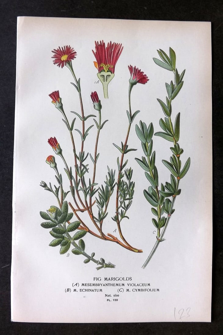 Step, Edward 1897 Botanical Print. Fig Marigolds 120 (1 of 1)