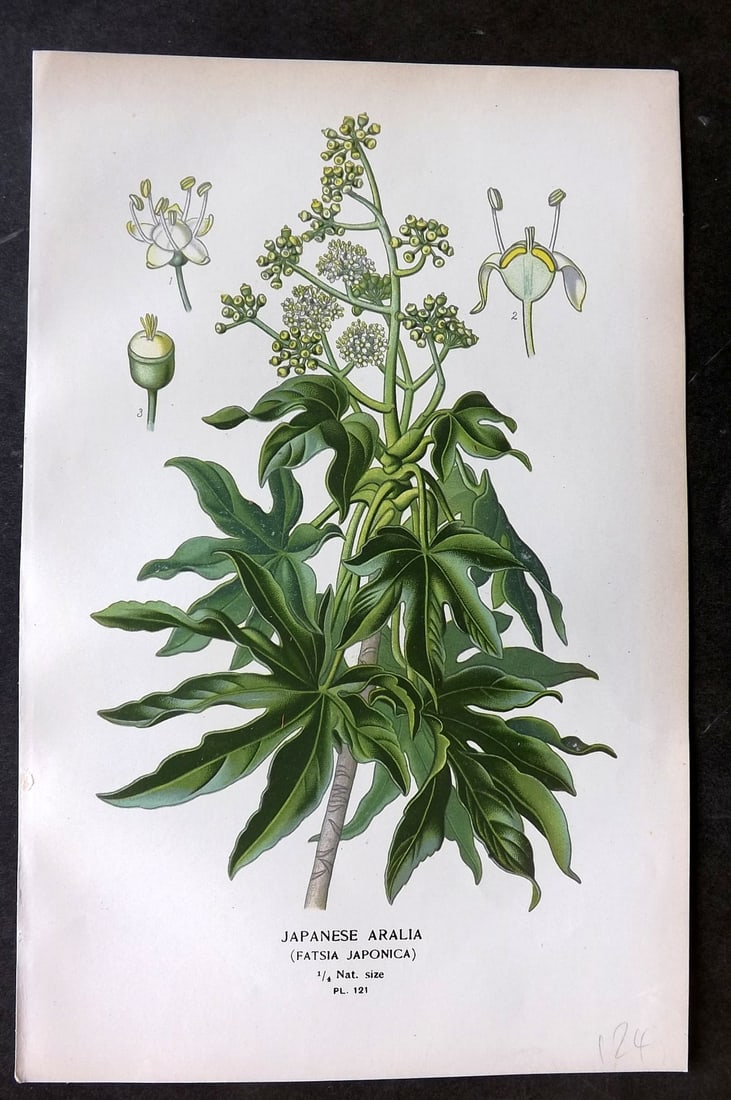Step, Edward 1897 Botanical Print. Japanese Aralia 121 (1 of 1)