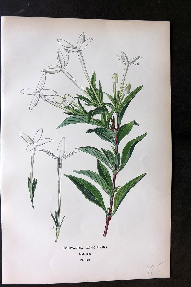 Step, Edward 1897 Botanical Print. Bouvardia Longiflora 122 (1 of 1)