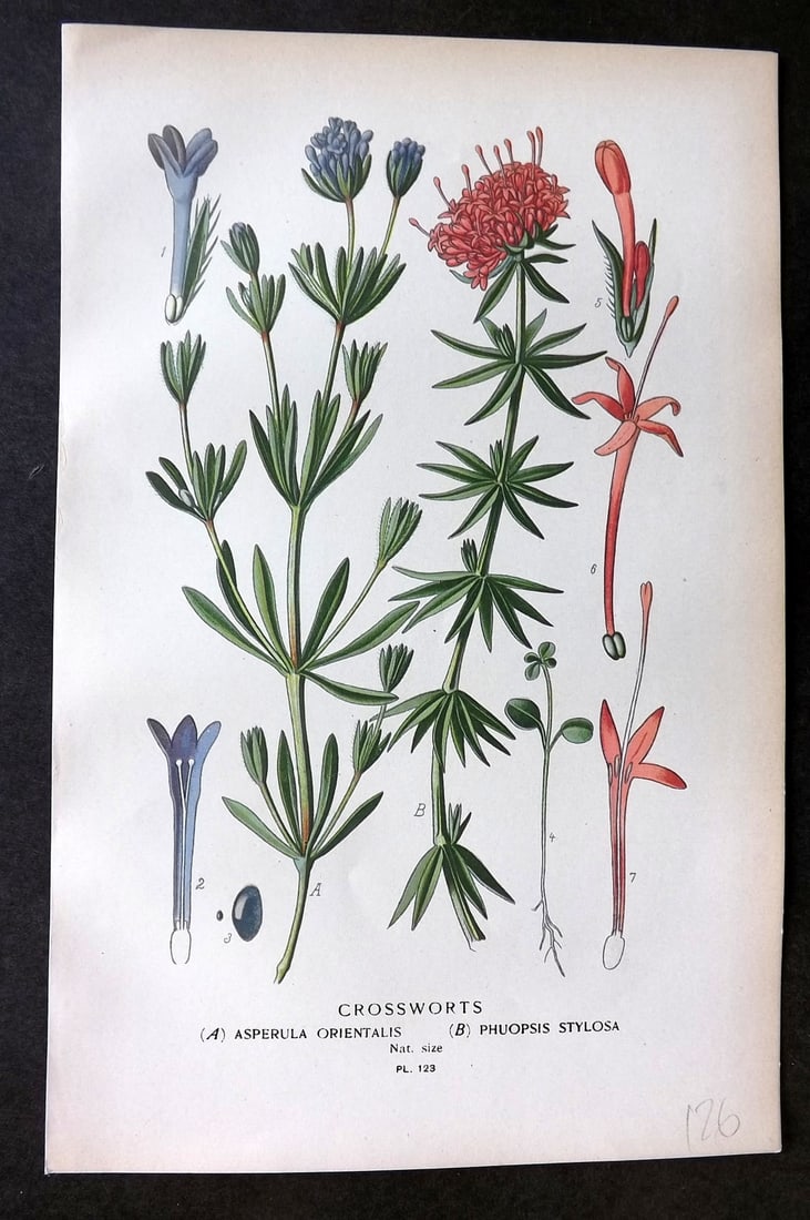 Step, Edward 1897 Botanical Print. Crossworts 123 (1 of 1)