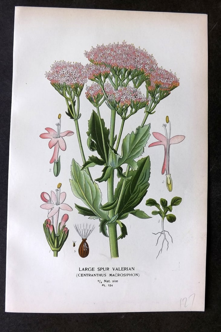 Step, Edward 1897 Botanical Print. Large Spur Valerian 124: Chromolithographs Published 1896-97 by Frederick Warne & Co., London for "Favourite Flowers of Garden and Greenhouse" by Edward Step and William Watson. Paper Size: 9.5 x 6 inch (24 x 15cm) Good Condi
