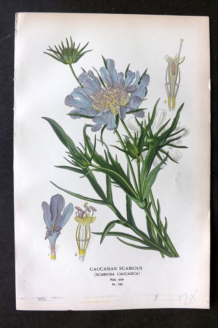 Step, Edward 1897 Botanical Print. Caucasian Scabious 125 (1 of 1)