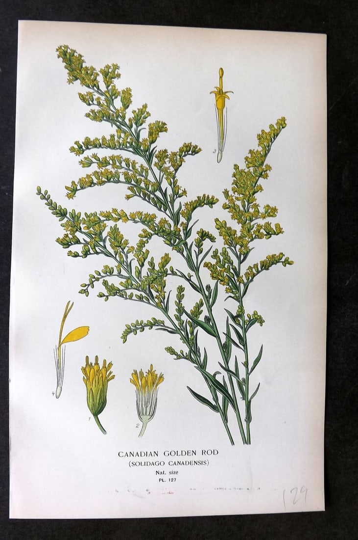 Step, Edward 1897 Botanical Print. Canadian Golden Rod 127: Chromolithographs Published 1896-97 by Frederick Warne & Co., London for "Favourite Flowers of Garden and Greenhouse" by Edward Step and William Watson. Paper Size: 9.5 x 6 inch (24 x 15cm) Good Condi