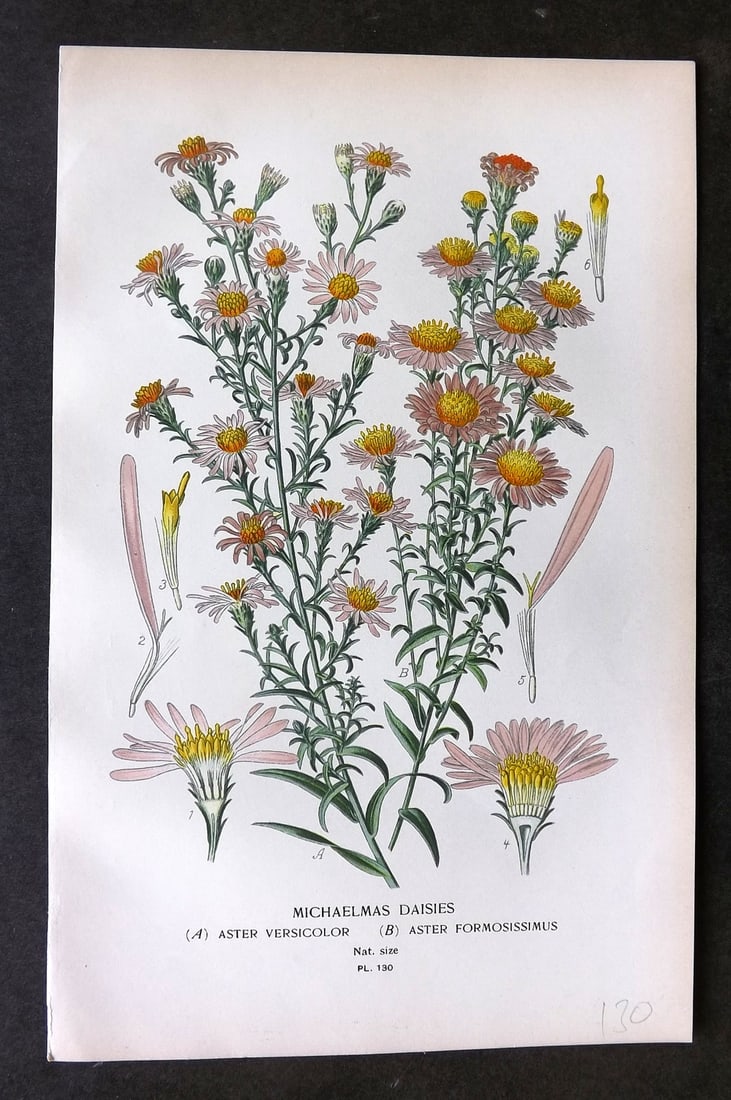Step, Edward 1897 Botanical Print. Michaelmas Daisies 130: Chromolithographs Published 1896-97 by Frederick Warne & Co., London for "Favourite Flowers of Garden and Greenhouse" by Edward Step and William Watson. Paper Size: 9.5 x 6 inch (24 x 15cm) Good Condi