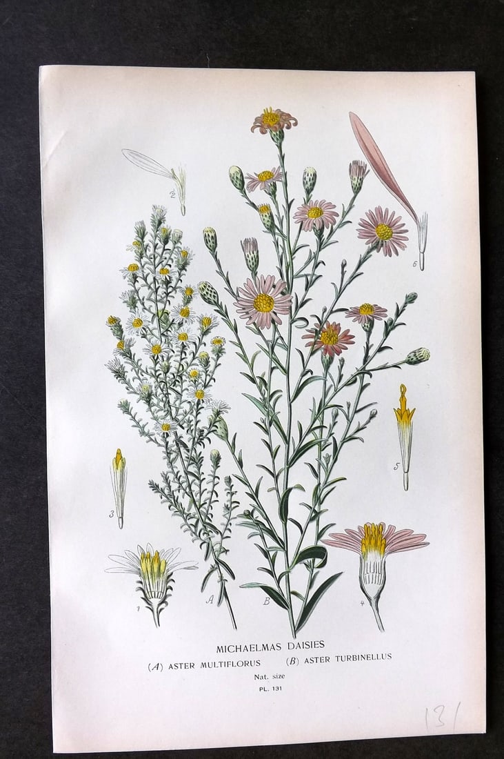Step, Edward 1897 Botanical Print. Michaelmas Daisies 131 (1 of 1)