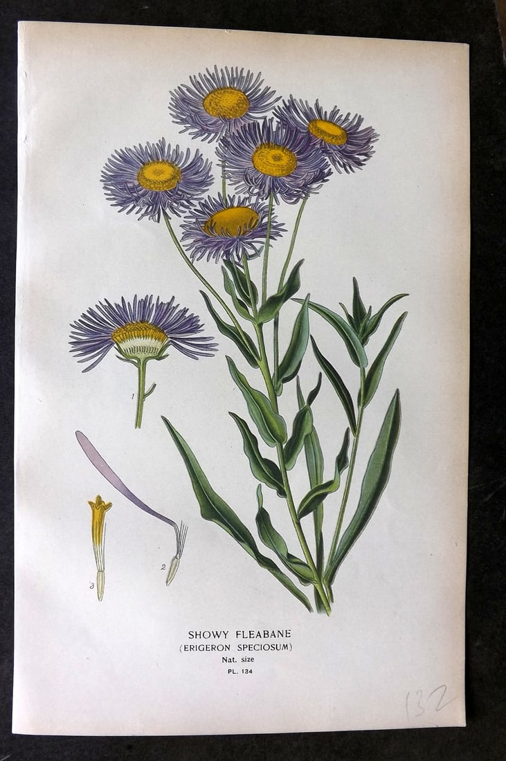 Step, Edward 1897 Botanical Print. Showy Fleabane 134 (1 of 1)