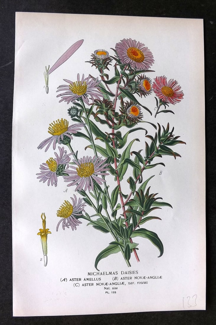 Step, Edward 1897 Botanical Print. Michaelmas Daisies 133 (1 of 1)
